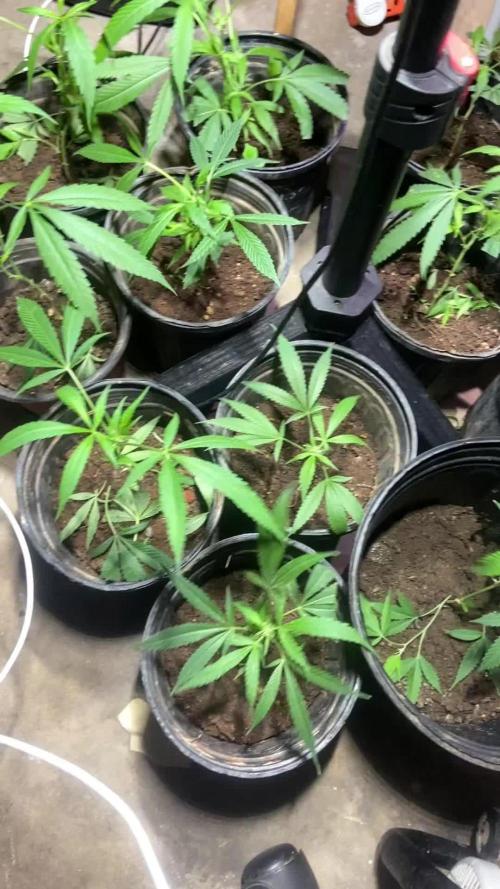 🌞Outdoor Island grow☀️