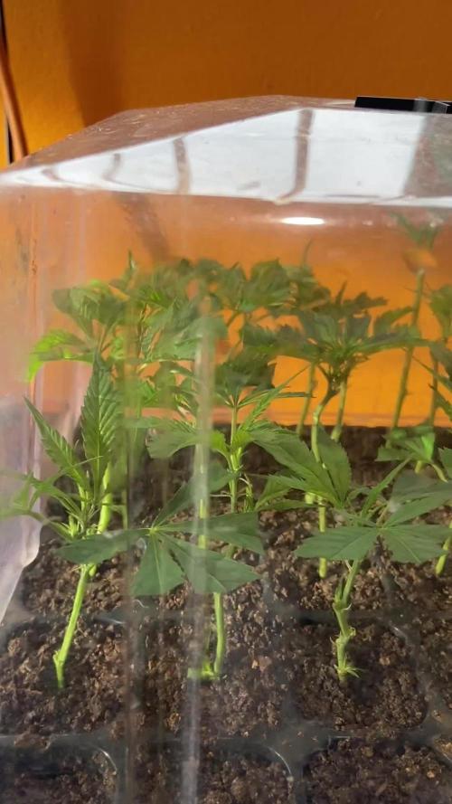 🌞Outdoor Island grow☀️