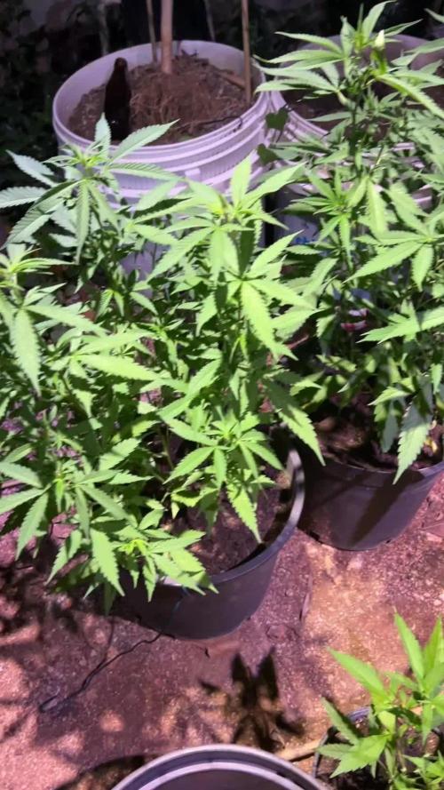 🌞Outdoor Island grow☀️