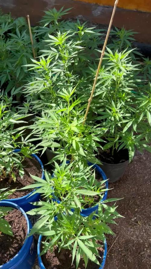 🌞Outdoor Island grow☀️