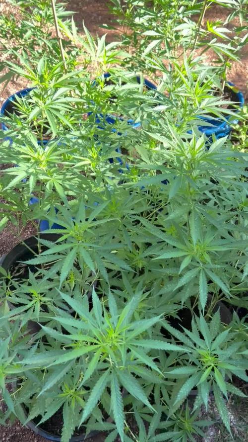 🌞Outdoor Island grow☀️