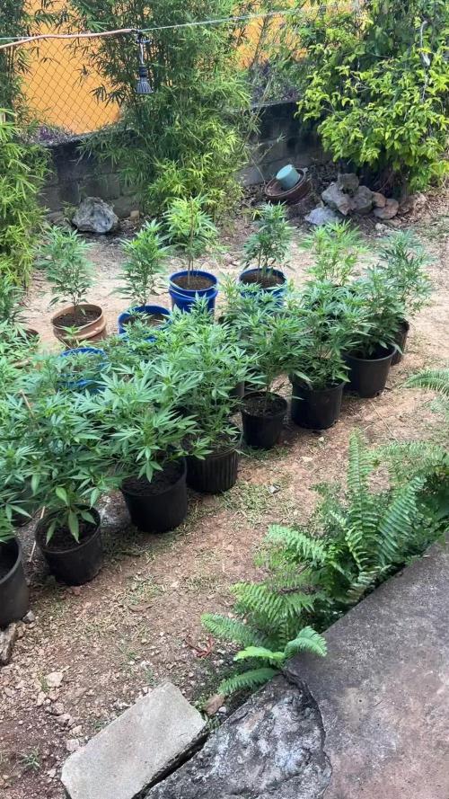 🌞Outdoor Island grow☀️