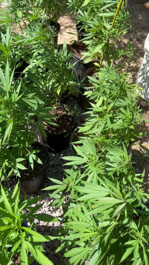🌞Outdoor Island grow☀️