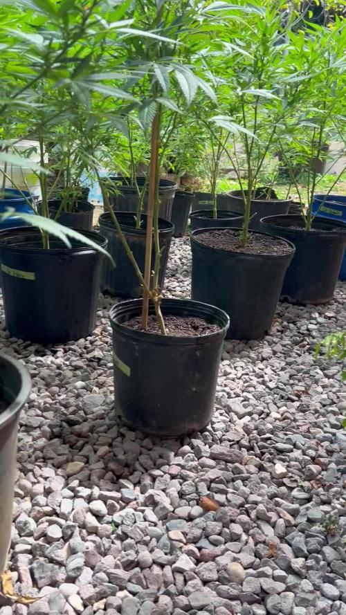 🌞Outdoor Island grow☀️