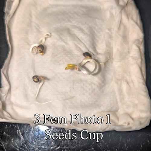 The Seeds Cup 2026 Djaysweed. Week 0