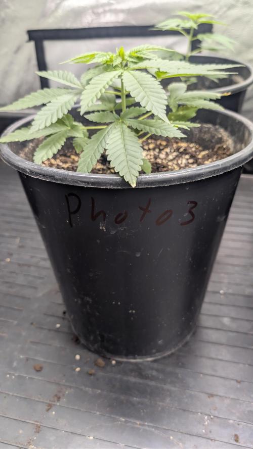 The Seeds Cup 2026 Djaysweed. Week 3