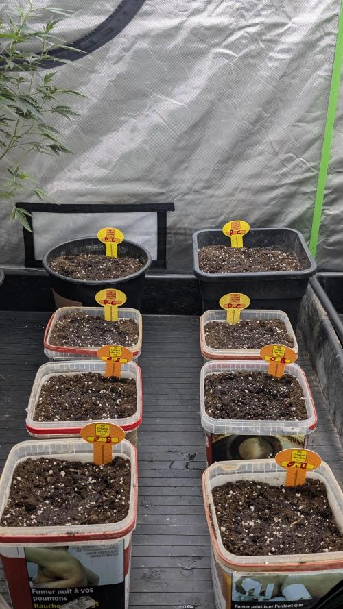 Grow Tent 240x120x200cm (8'x4'x6.5'). Week 0