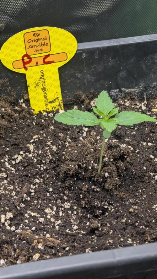 Poison Cookies By Djaysweed. Week 1