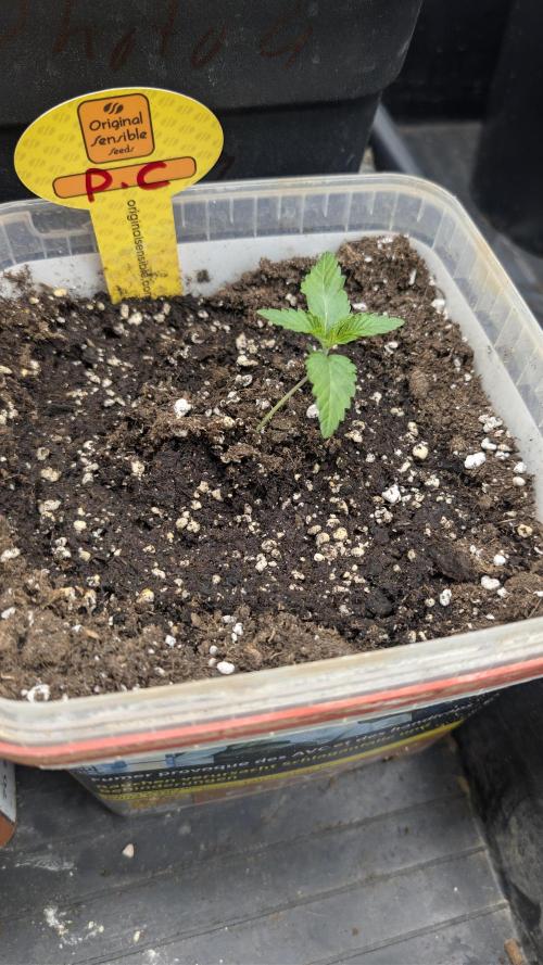 Poison Cookies By Djaysweed. Week 1