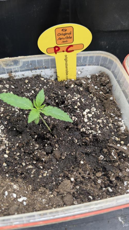Poison Cookies By Djaysweed. Week 1