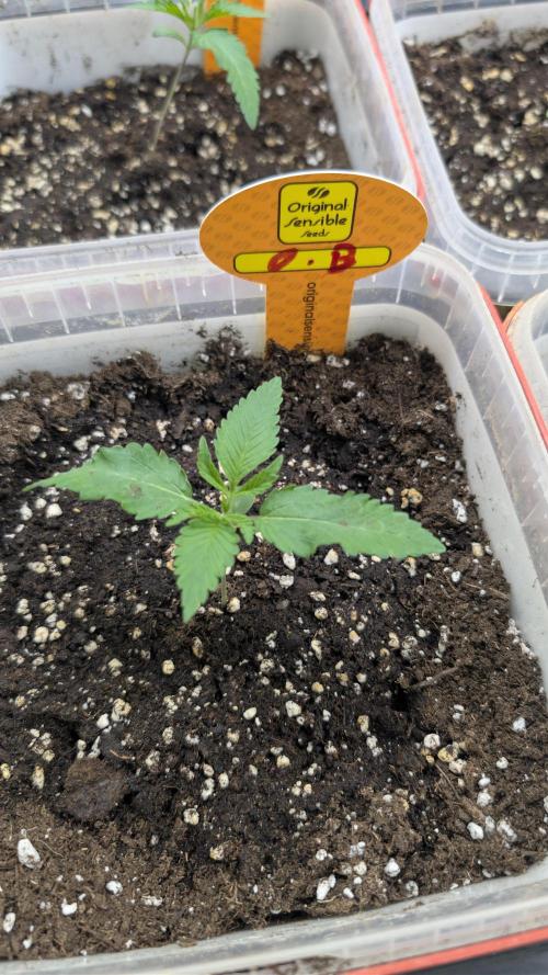 Poison Cookies By Djaysweed. Week 1