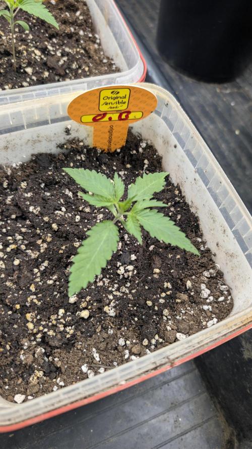 Poison Cookies By Djaysweed. Week 1