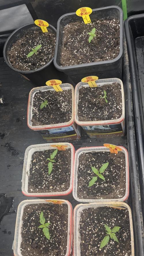 Poison Cookies By Djaysweed. Week 1