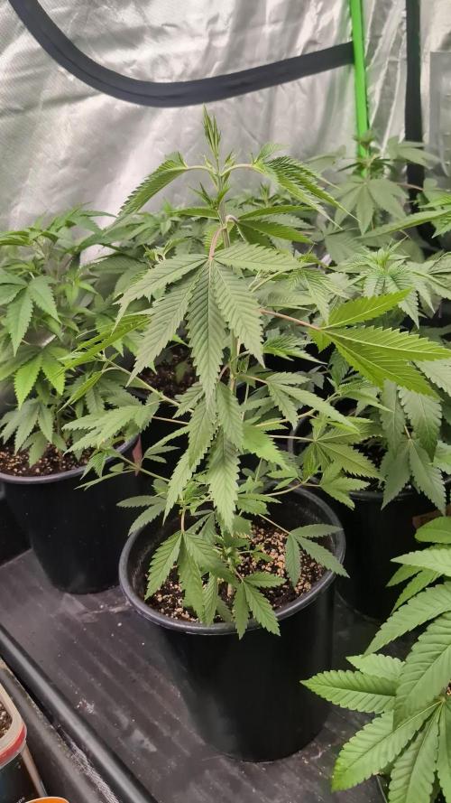 Grow Tent 240x120x200. Week 2