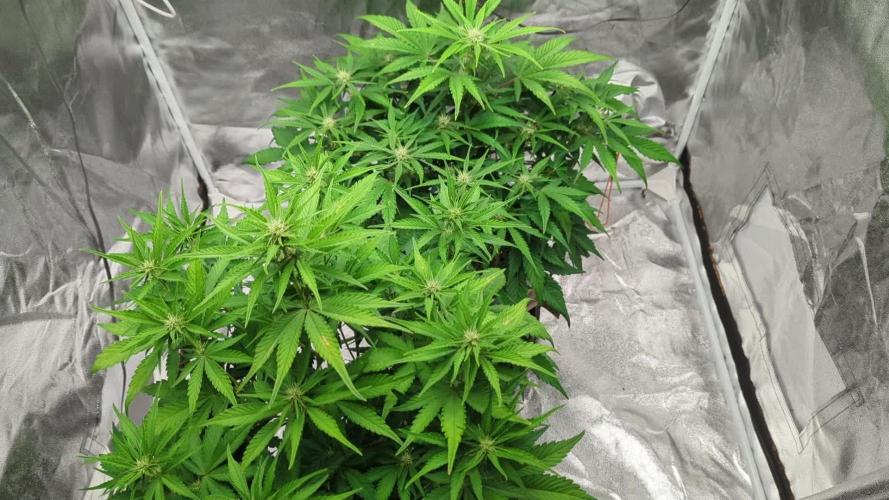 guava auto baby 🍐🍓