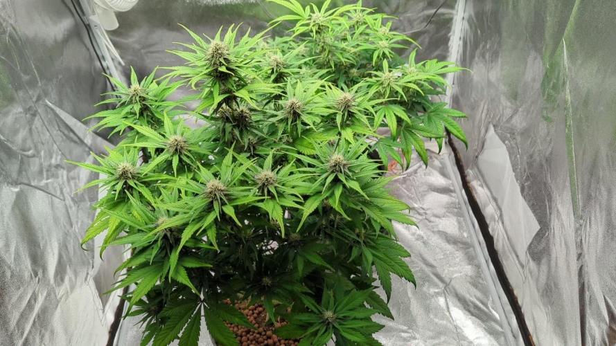 guava auto baby 🍐🍓