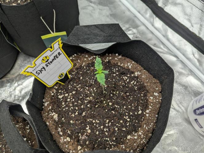 Alien vs MyLittlePony. Week 1