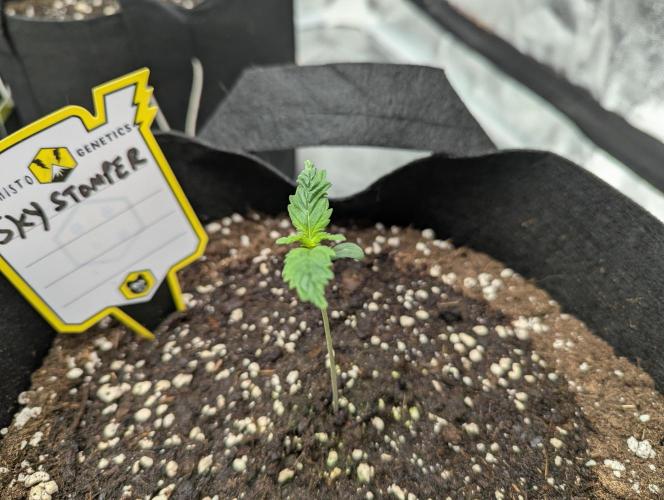 Alien vs MyLittlePony. Week 1