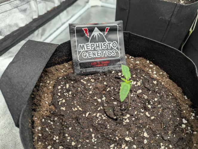 Alien vs MyLittlePony. Week 1