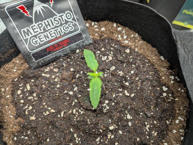 Alien vs MyLittlePony. Week 1