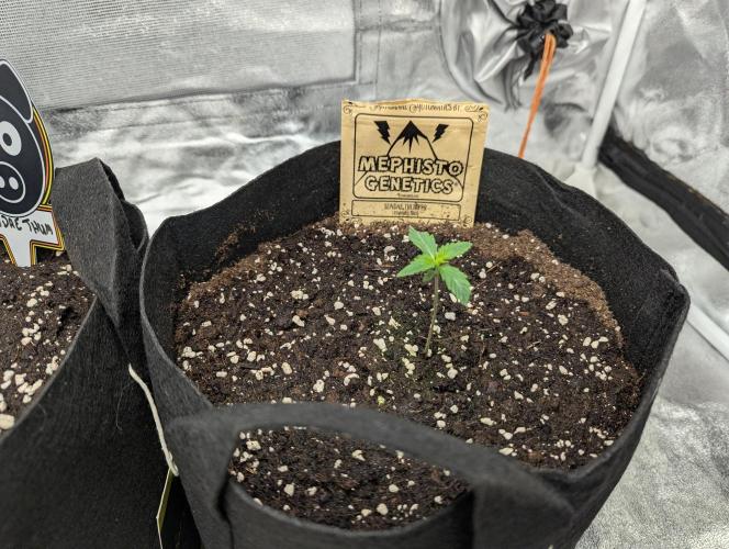 owch my balls!. Week 1