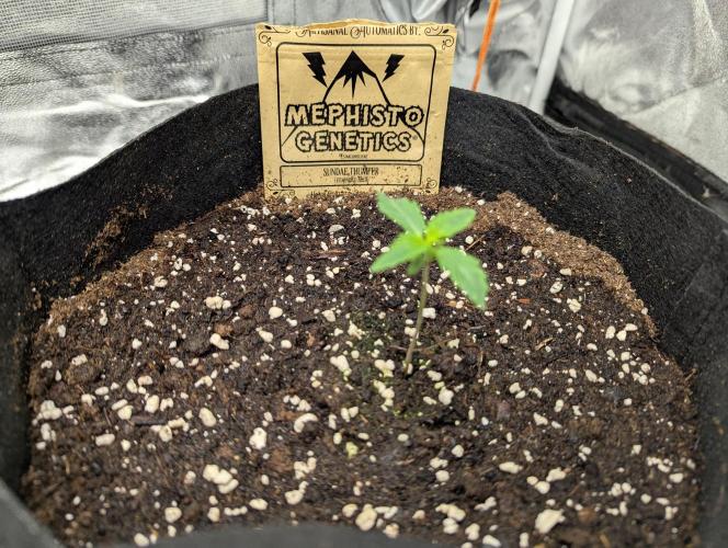 owch my balls!. Week 1