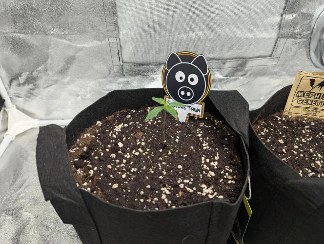 owch my balls!. Week 1