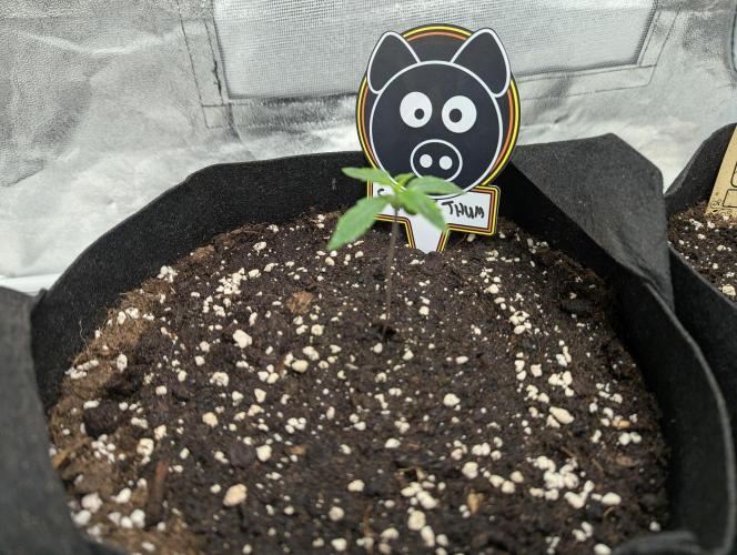 owch my balls!. Week 1