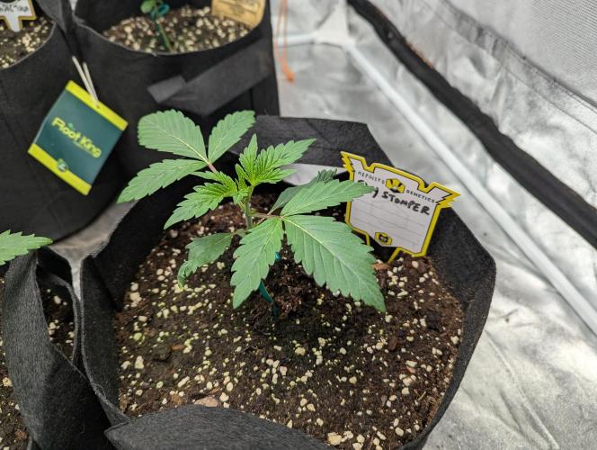 Alien vs MyLittlePony. Week 2