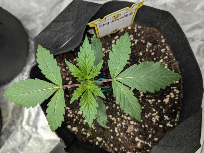 Alien vs MyLittlePony. Week 2