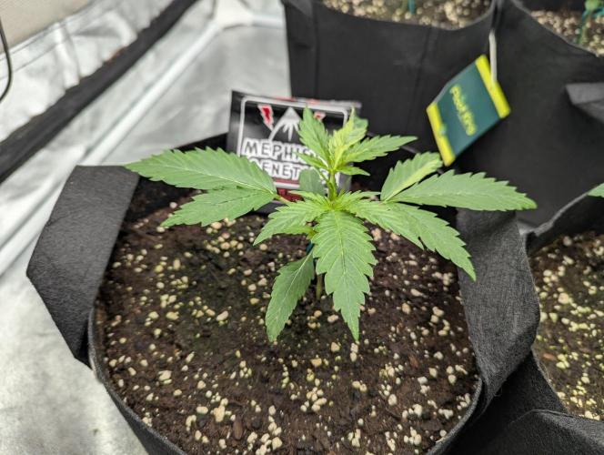 Alien vs MyLittlePony. Week 2