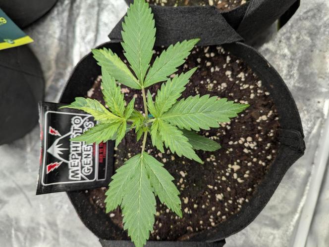 Alien vs MyLittlePony. Week 2