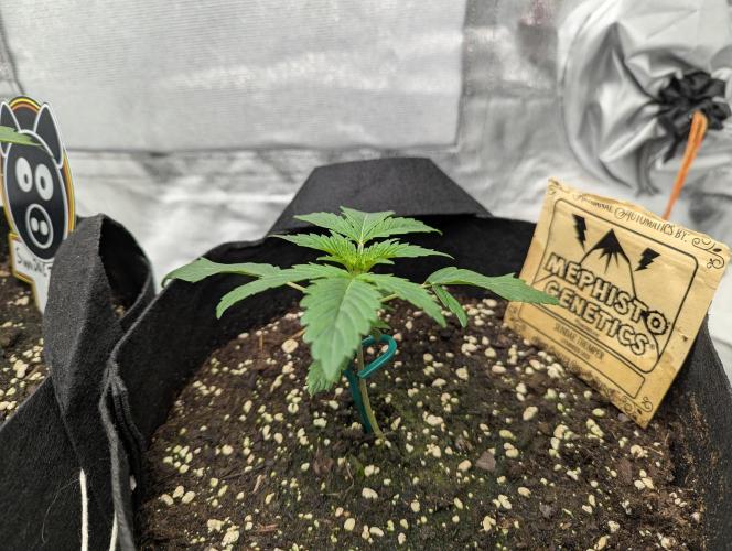 owch my balls!. Week 2