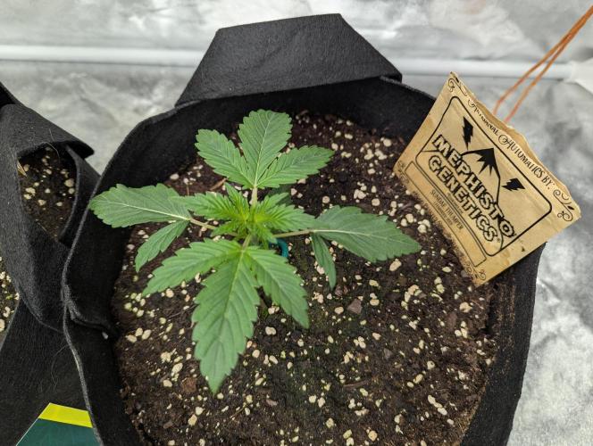 owch my balls!. Week 2