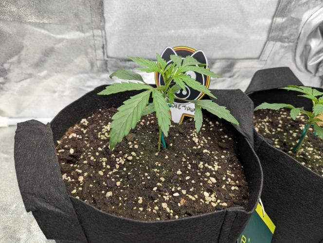 owch my balls!. Week 2