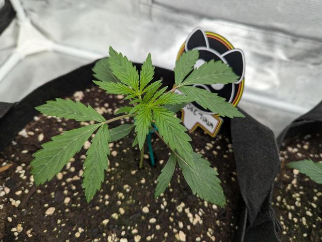 owch my balls!. Week 2