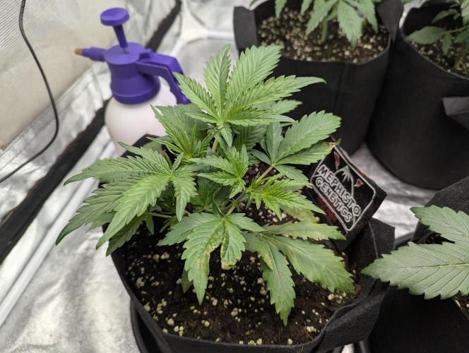 Alien vs MyLittlePony. Week 3