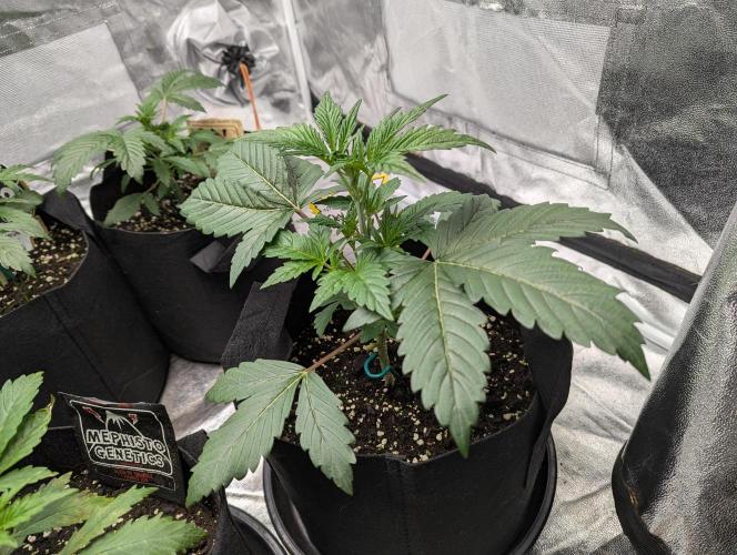 Alien vs MyLittlePony. Week 3