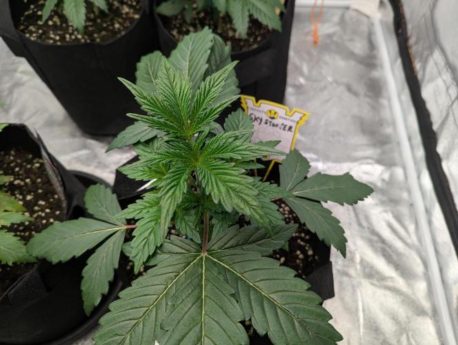 Alien vs MyLittlePony. Week 3