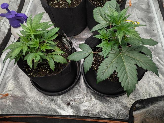 Alien vs MyLittlePony. Week 3