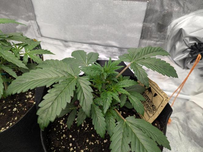 owch my balls!. Week 3