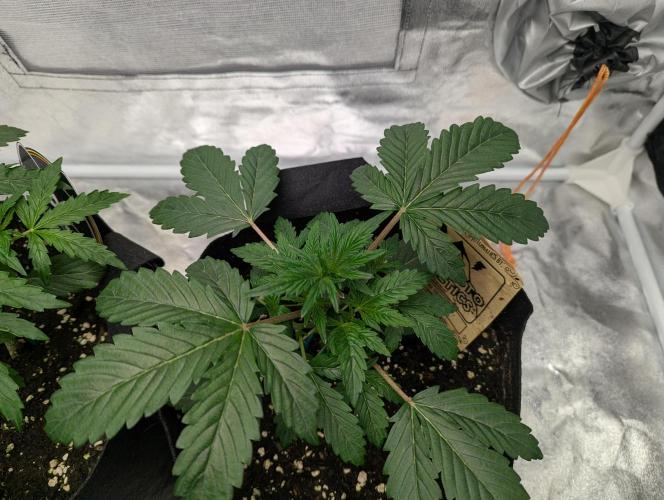 owch my balls!. Week 3