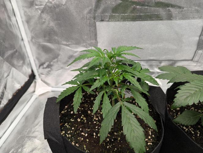 owch my balls!. Week 3