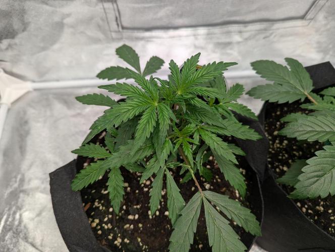 owch my balls!. Week 3