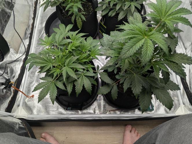 Alien vs MyLittlePony. Week 4