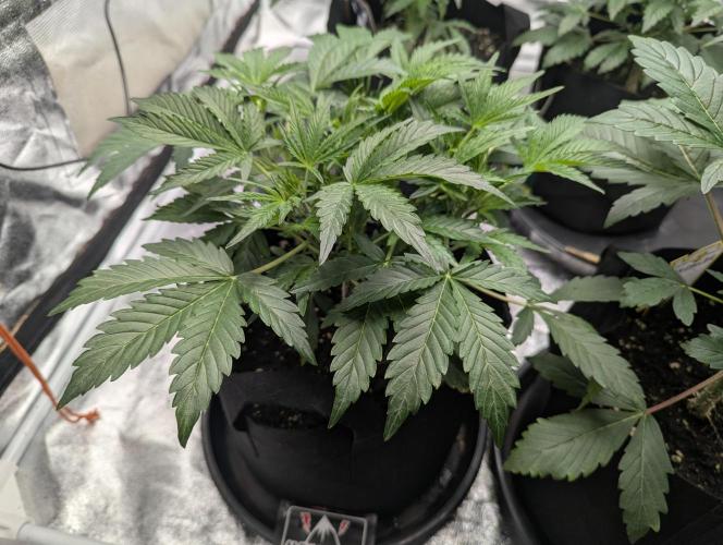 Alien vs MyLittlePony. Week 4