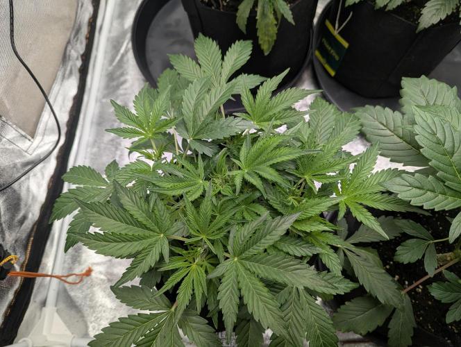 Alien vs MyLittlePony. Week 4