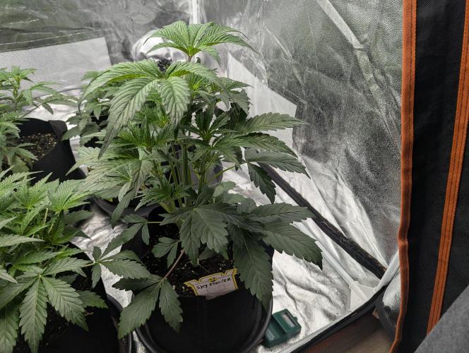 Alien vs MyLittlePony. Week 4