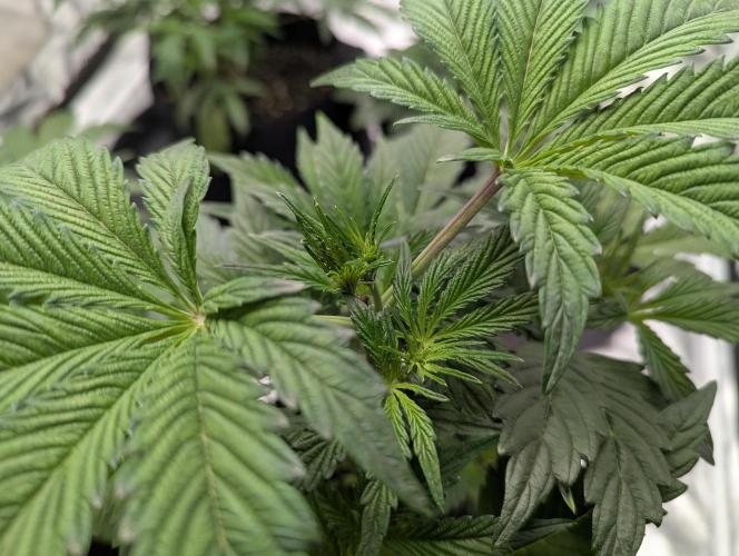 Alien vs MyLittlePony. Week 4