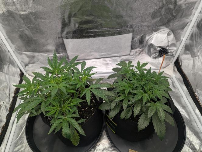 owch my balls!. Week 4